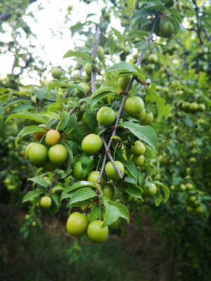 Fruits on Tree in Orchard by Mudrik H. Amin