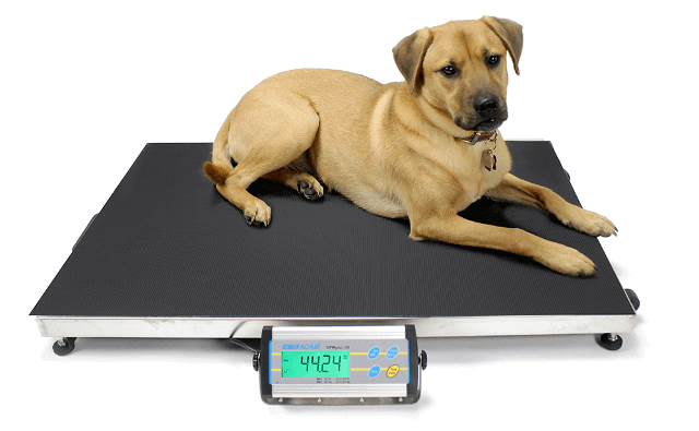 Dog Being Weighed on CPWplus Platform Scales