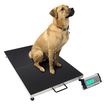 Dog Weighing on Platform Scales