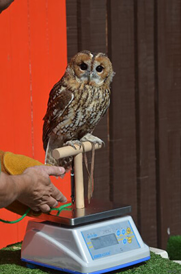 Owl on WBW Washdown Scale