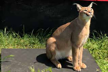 Caracal on CPWPlus