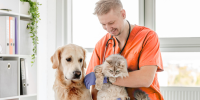 How to Choose the Right Pet Scale for a Stress-Free Vet Clinic