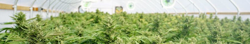 cannabis-plants